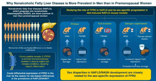 科学家发现为什么女性比男性更能抵抗非酒精性脂肪肝