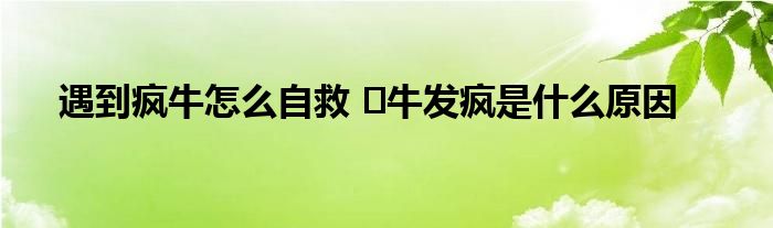 遇到疯牛怎么自救 ​牛发疯是什么原因