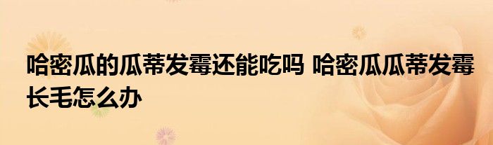 哈密瓜的瓜蒂发霉还能吃吗 哈密瓜瓜蒂发霉长毛怎么办