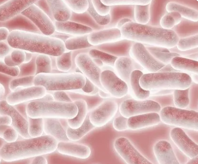 科学家开发出可以有效输送到人体肠道的涂层益生菌