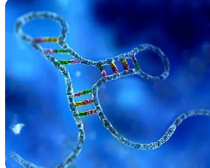 新的遗传作图研究追踪 DNA 变异和血液蛋白之间的联系