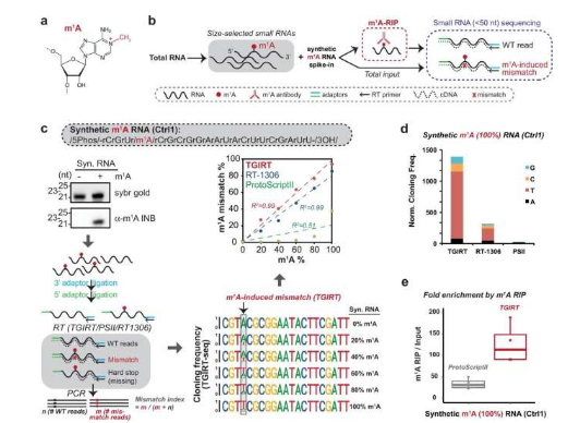 tRNA 衍生片段的甲基化调节膀胱癌中的基因沉默活性