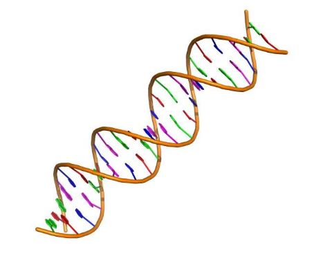 鉴定 DNA 修复基因有望改善癌症治疗
