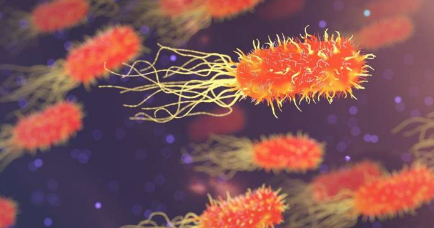 对抗致命细菌的新线索