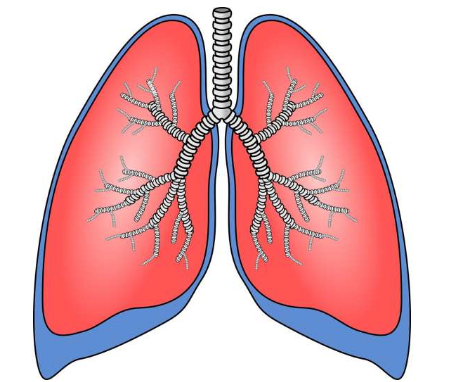 新药组合延长了一些肺癌患者的生存期
