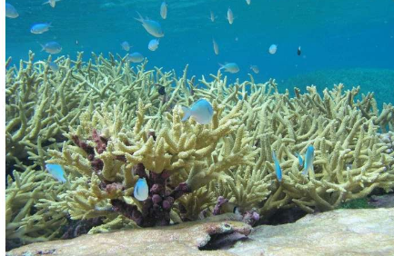 随着佛罗里达州海岸的鹿角珊瑚减少种植项目测试恢复计划