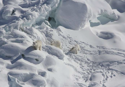 一些北极熊发现的摇摇欲坠的绿洲但不是物种