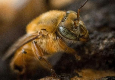 巴西因其本土蜜蜂的潜力而嗡嗡作响