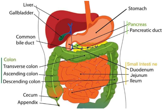 坏死性胰腺炎内脏动脉假性动脉瘤的疗效研究