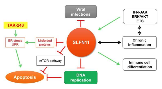 SLFN11 在蛋白质稳态中的监测作用