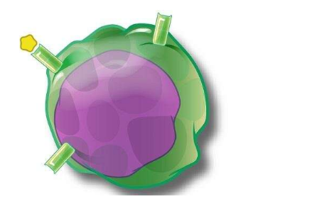 疲惫的T细胞可以改善癌症免疫治疗
