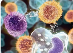 研究人员开发了一种小分子可以为所有癌症患者提供免疫治疗