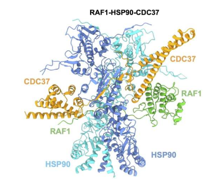 RAF1蛋白结构揭晓：肺癌新药研发关键一步