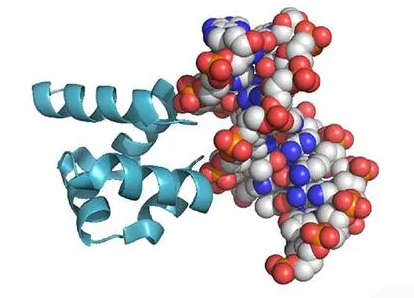 斯坦福大学的研究人员创造了控制蛋白质生产的新技术