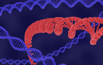 新型支链可电离脂质大大提高了 mRNA 递送的效率