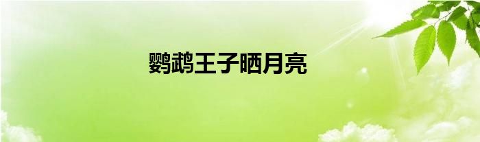 鹦鹉王子晒月亮