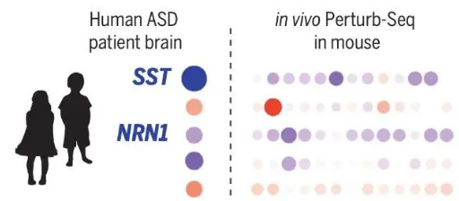 研究确定了 ASD 遗传因素之间以前未知的联系