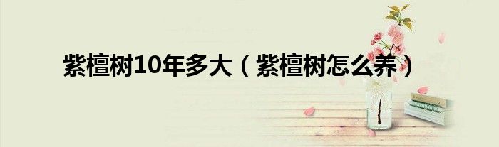 紫檀树10年多大（紫檀树怎么养）