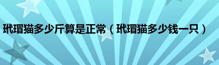 玳瑁猫多少斤算是正常（玳瑁猫多少钱一只）