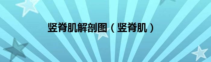 竖脊肌解剖图（竖脊肌）