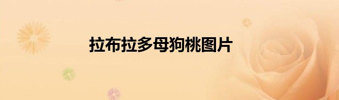 拉布拉多母狗桃图片