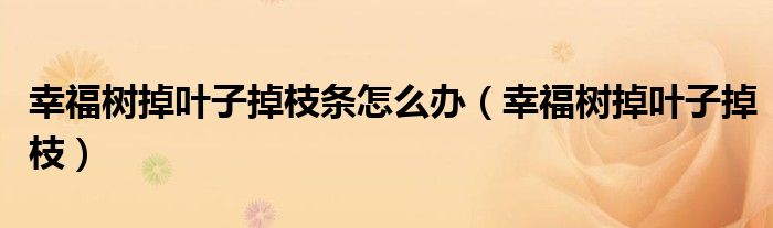 幸福树掉叶子掉枝条怎么办（幸福树掉叶子掉枝）
