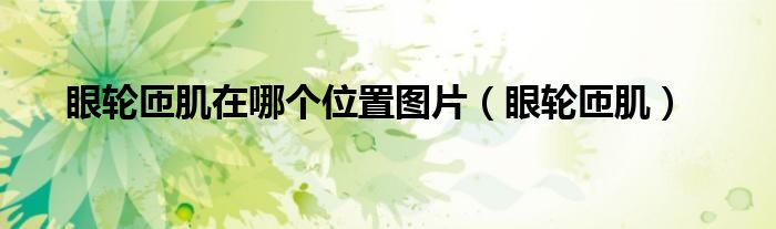 眼轮匝肌在哪个位置图片(眼轮匝肌)