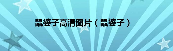 鼠婆子高清图片（鼠婆子）