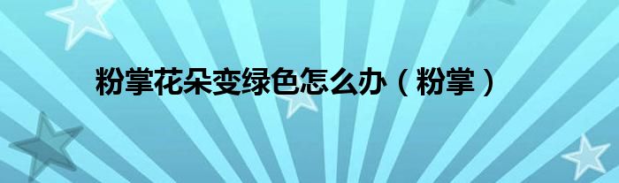 粉掌花朵变绿色怎么办（粉掌）