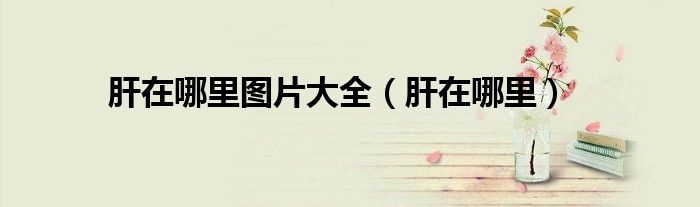 肝在哪里图片大全（肝在哪里）