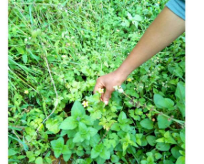 传统药用植物可缓解疟疾症状