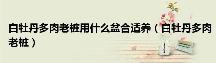 白牡丹多肉老桩用什么盆合适养（白牡丹多肉老桩）