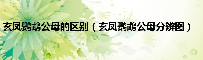 玄凤鹦鹉公母的区别（玄凤鹦鹉公母分辨图）