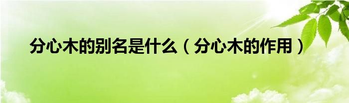 分心木的别名是什么（分心木的作用）