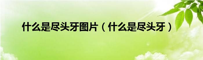 什么是尽头牙图片（什么是尽头牙）
