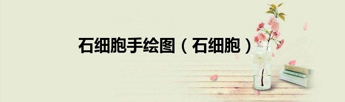石细胞手绘图（石细胞）