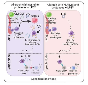 LPS 如何预防或促进哮喘和过敏性疾病的发展