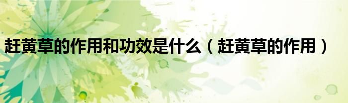 赶黄草的作用和功效是什么(赶黄草的作用)