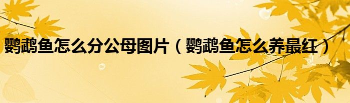 鹦鹉鱼怎么分公母图片（鹦鹉鱼怎么养最红）
