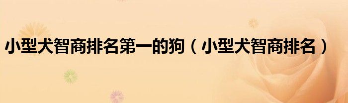小型犬智商排名第一的狗（小型犬智商排名）