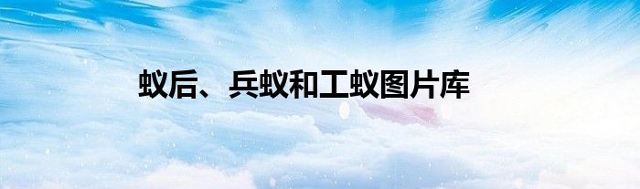 蚁后、兵蚁和工蚁图片库