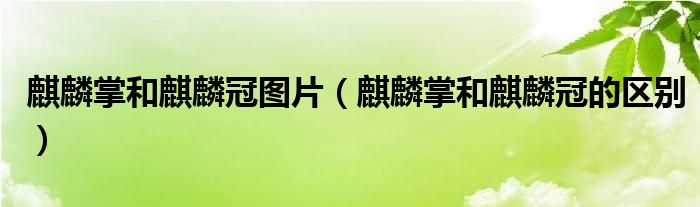 麒麟掌和麒麟冠图片（麒麟掌和麒麟冠的区别）