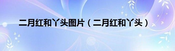 二月红和丫头图片（二月红和丫头）