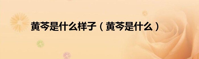 黄芩是什么样子（黄芩是什么）