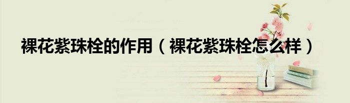 裸花紫珠栓的作用（裸花紫珠栓怎么样）