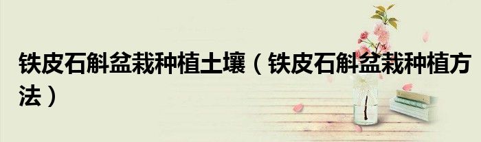 铁皮石斛盆栽种植土壤（铁皮石斛盆栽种植方法）