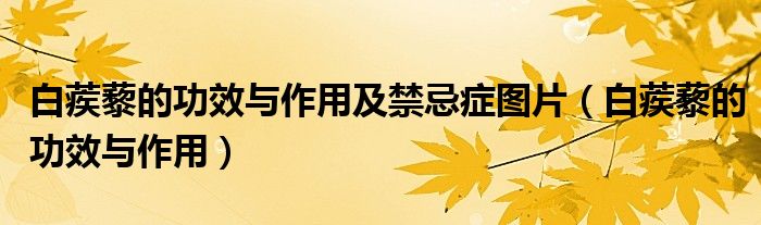 白蒺藜的功效与作用及禁忌症图片（白蒺藜的功效与作用）