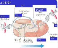 R-loop衍生的细胞质RNADNA杂交体激活免疫反应