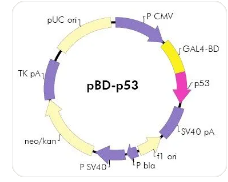 BRD8通过p53网络的表观遗传重编程维持胶质母细胞瘤