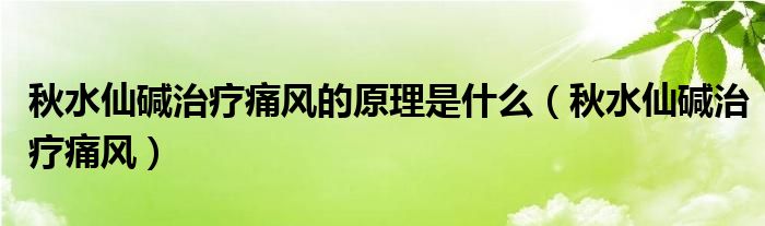 秋水仙碱治疗痛风的原理是什么（秋水仙碱治疗痛风）